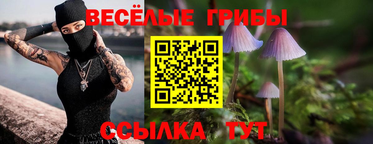 Камень-на-Оби  Псилоцибиновые грибы Magic Shrooms  Вход с VPN 